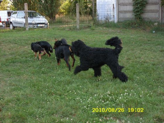 9103147_bcbeddbe0c6639580287302fabd2537c_m.jpg