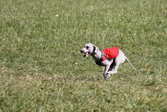 4803229_1a2df4a10edf21479fce00eb845a2d14_m.jpg