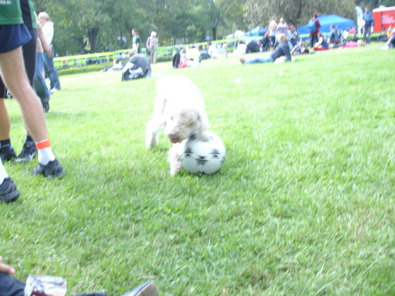 9235285_9783ced1d5b1c7291778cb7fc12a016d_m.jpg