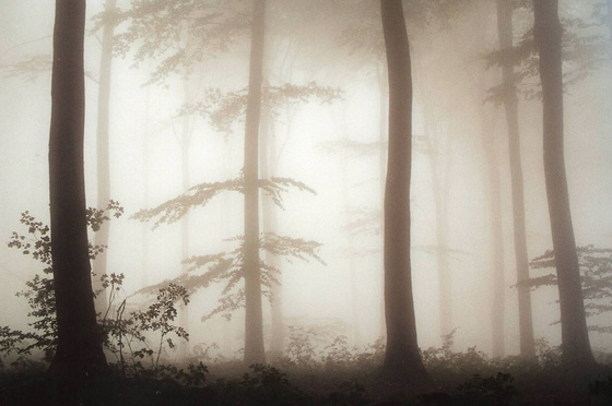 z_szekeres: ködös erdő 2