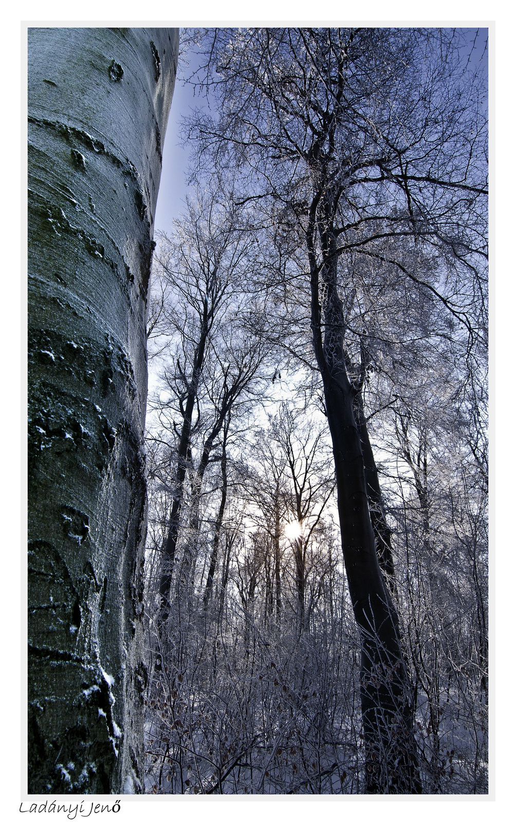 Snowy forest