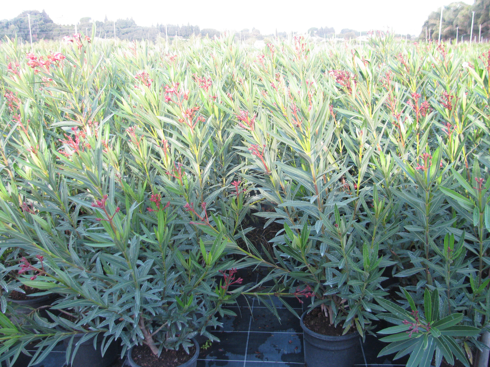 Nerium Oleander2