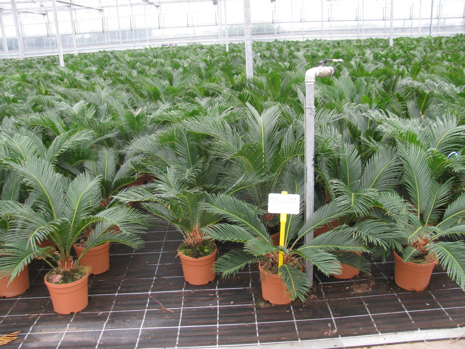 Cycas  801