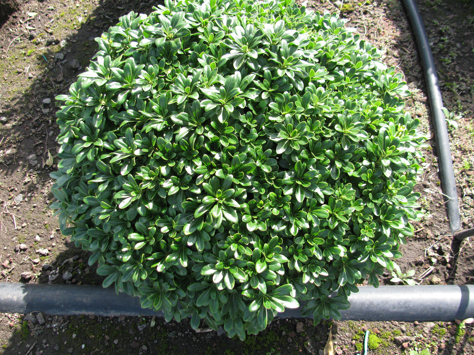 Pittosporum Tobira Nanum 1227