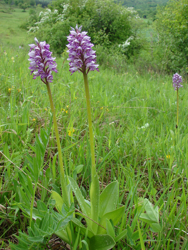 Orchis militaris (Kerek-domb)