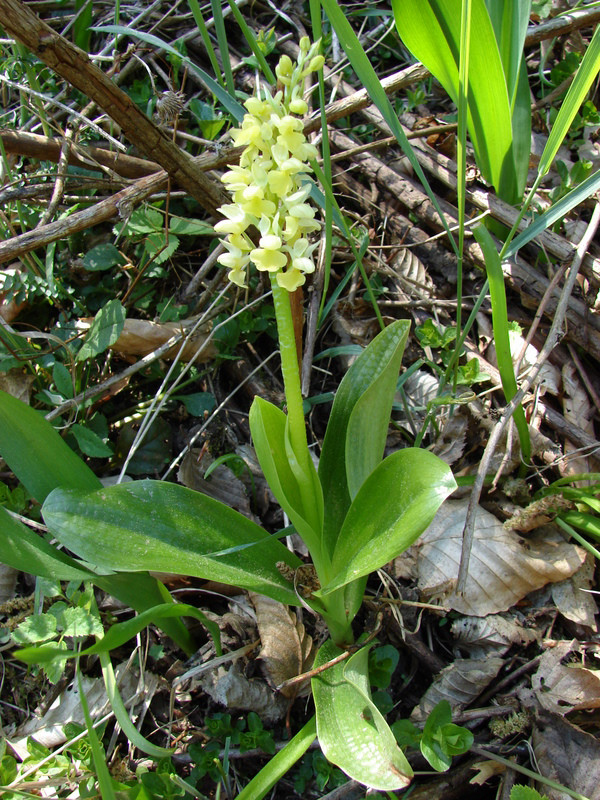 Sápadt kosbor (Orchis pallens)-új élőhely