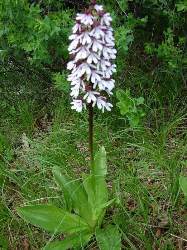 Bíboros kosbor (Felsőtárkány)