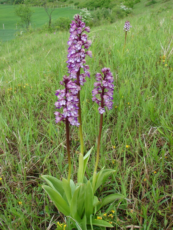 Orchis x hybrida (O.purpurea x militaris)