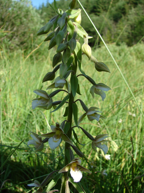 Mocsári nöszőfű (Epipactis palustris)
