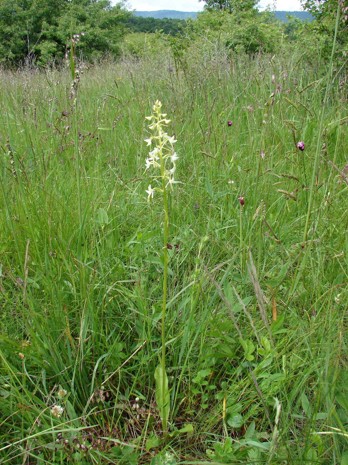 Kétlevelű sarkvirág (Platanthera bifolia)