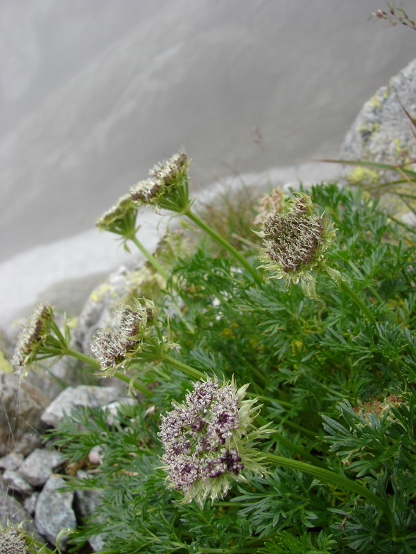 Ligusticum mutellinoides