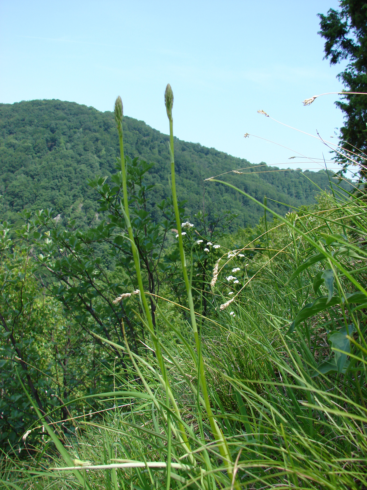 Illatos bibircsvirág (Gymnadenia odoratissima)