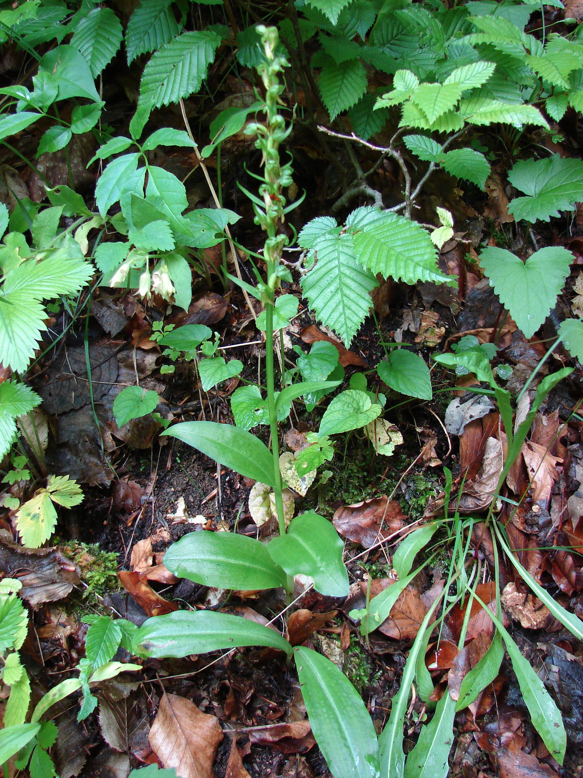 Zöldike (Coeloglossum viride)