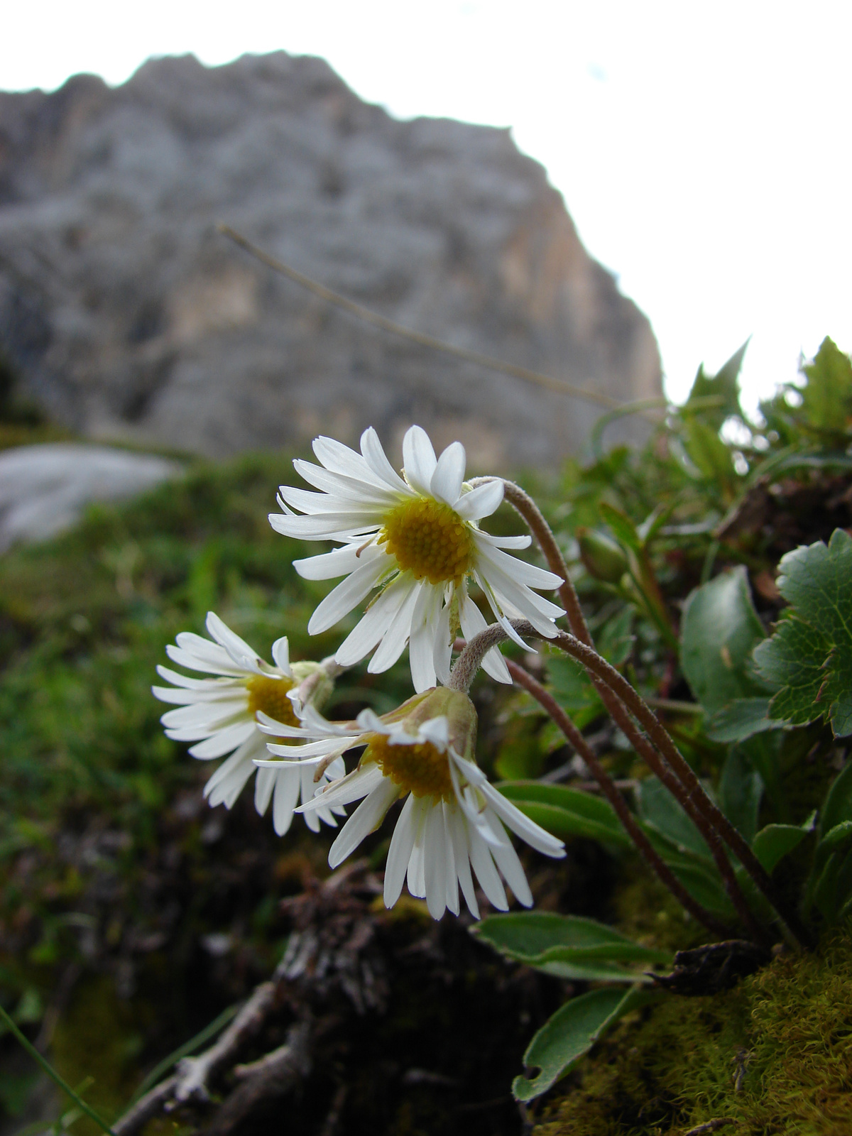 Havasalji őszirózsa (Bellidiastrum michelli)