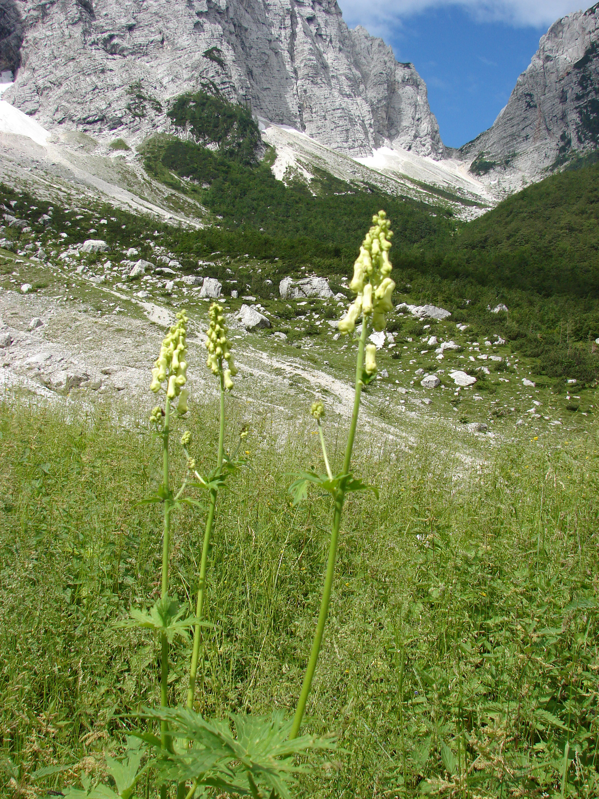 Farkasölő sisakvirág (Aconitum vulparia)