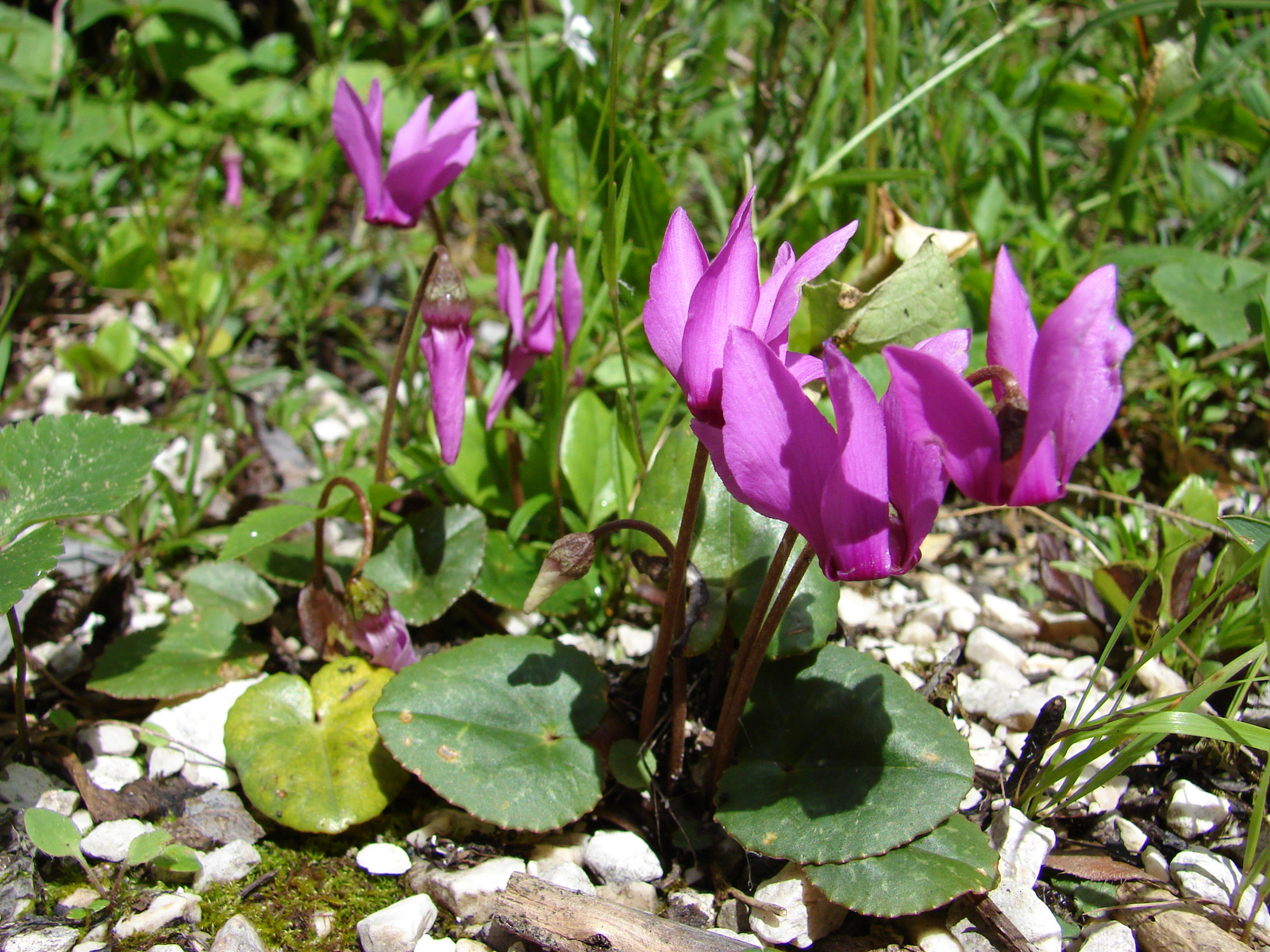 Erdei ciklámen (Cyclamen purpurascens)