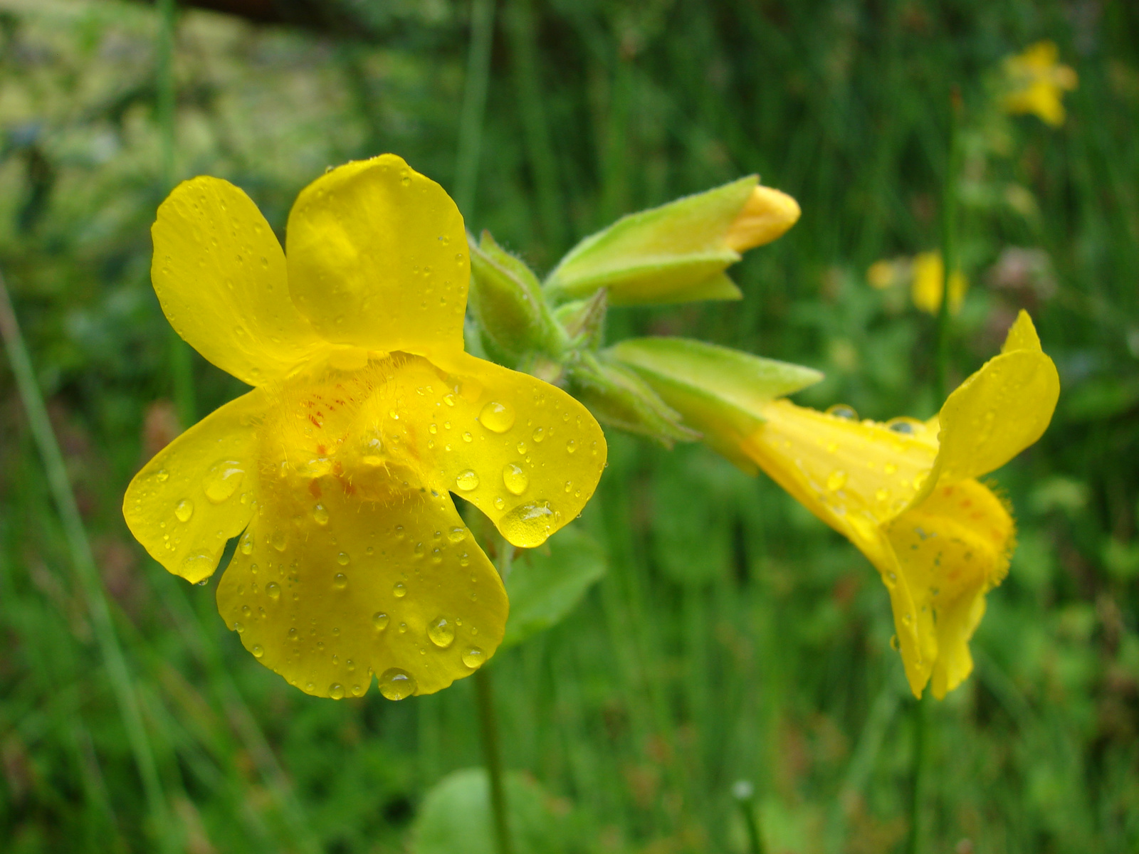 Bohócvirág (Mimulus guttatus)