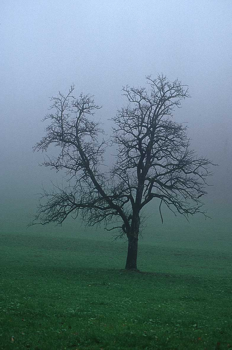 tree fog