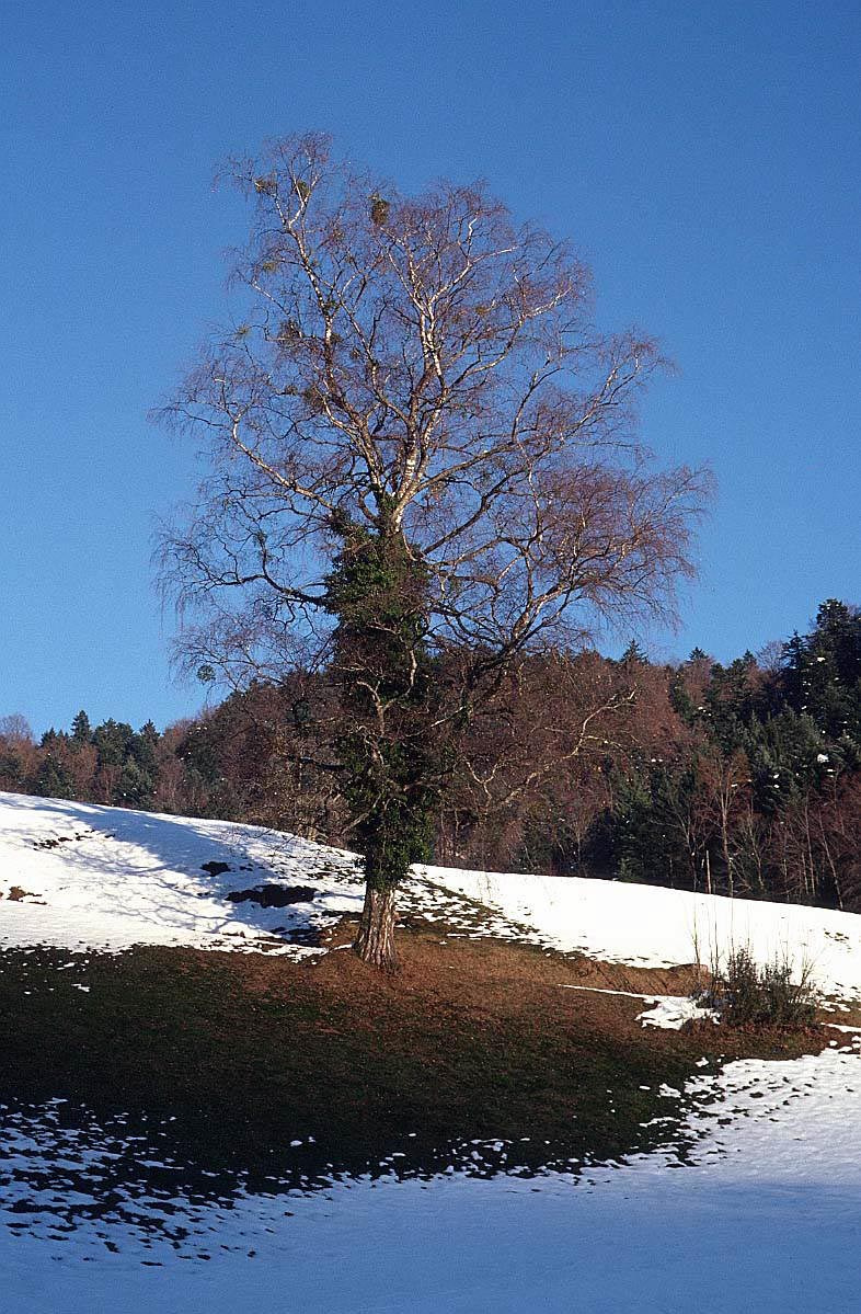 winter-tree