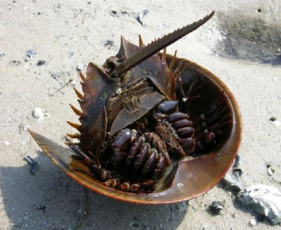 horseshoe-crab05