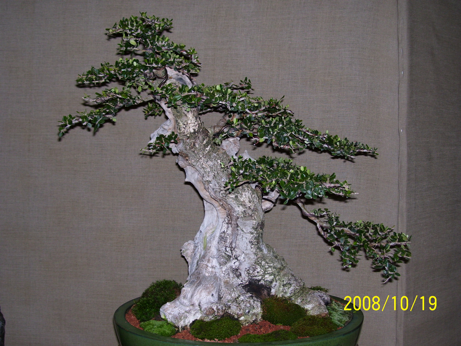 bonsai15