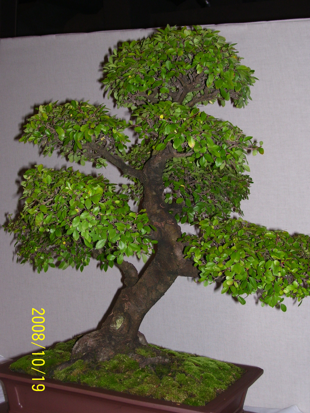 bonsai3