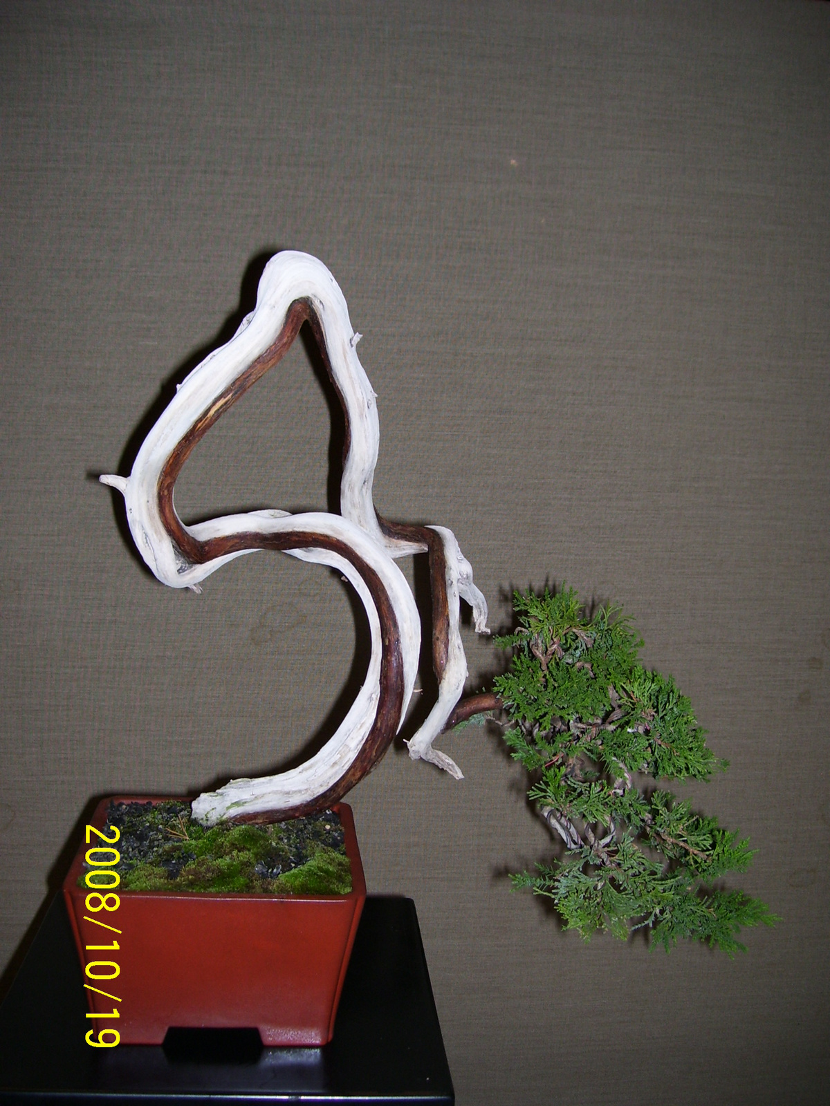 bonsai 6