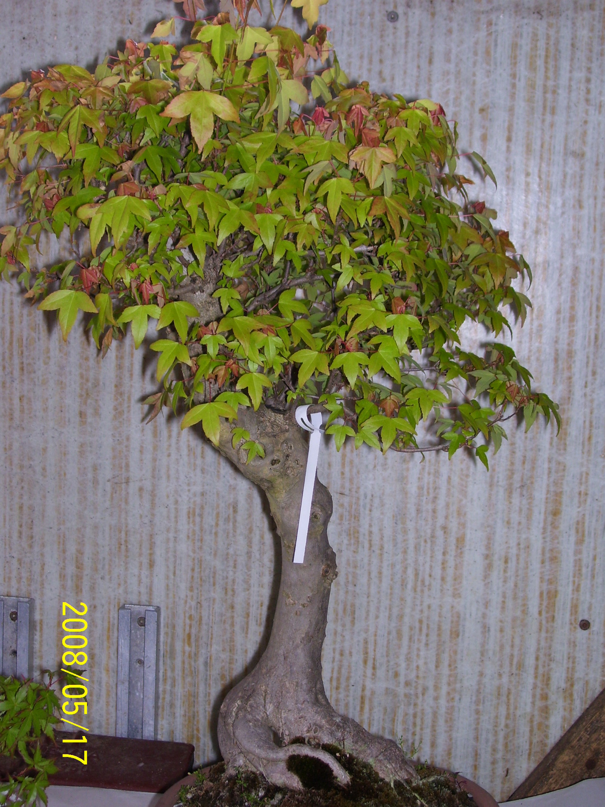 Höchstetten bonsai7