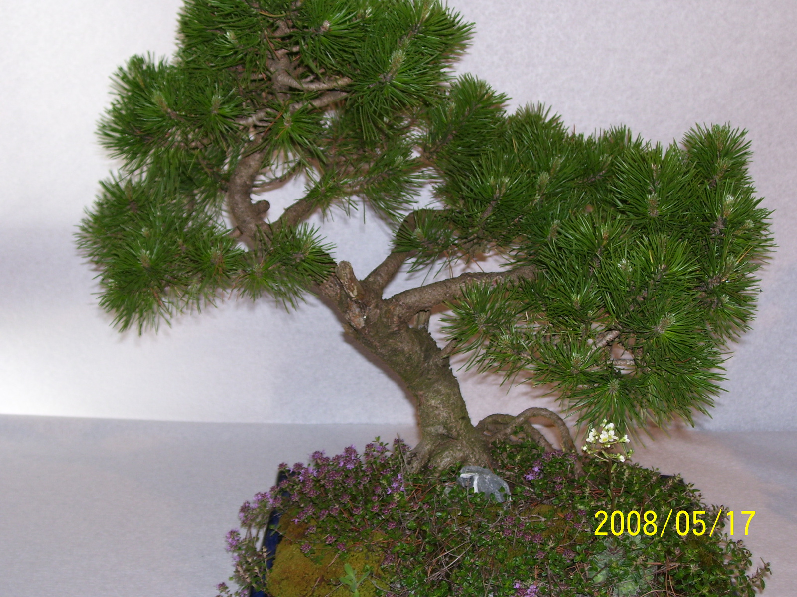 Höchstetten Bonsai38