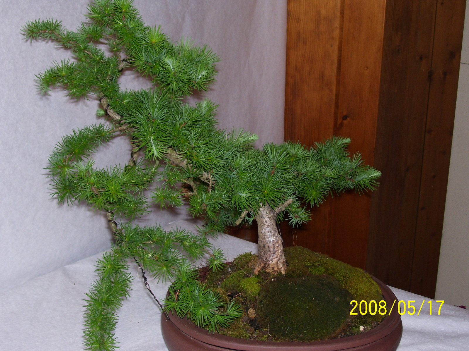 Höchstetten Bonsai46