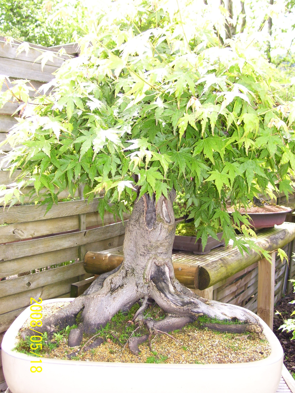 Pratteln Bonsai36