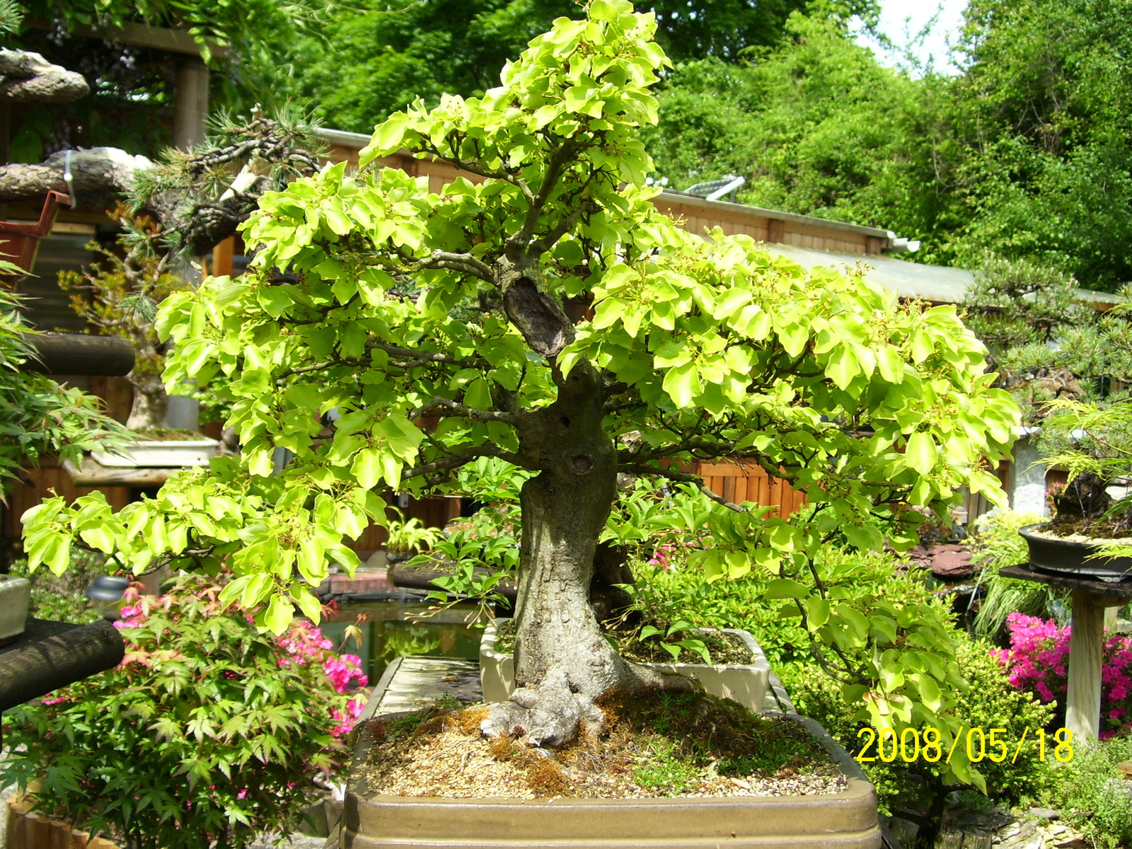 Pratteln Bonsai38