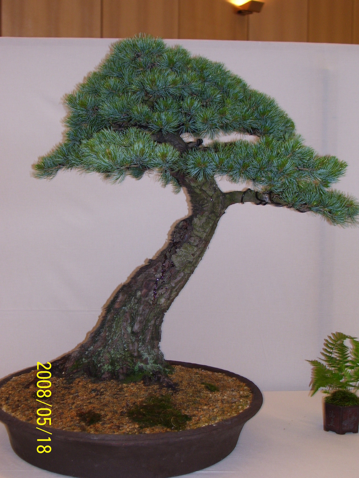 Pratteln Bonsai60