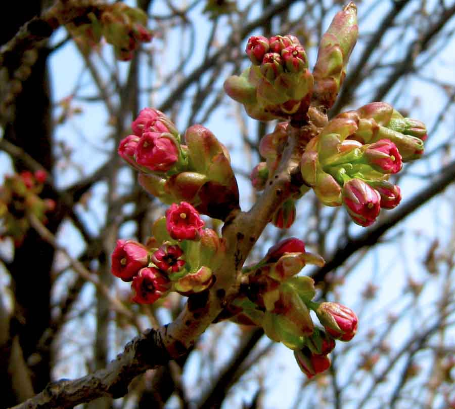 japan cseresznyevirág