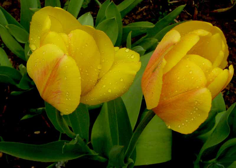 tulipán eső után