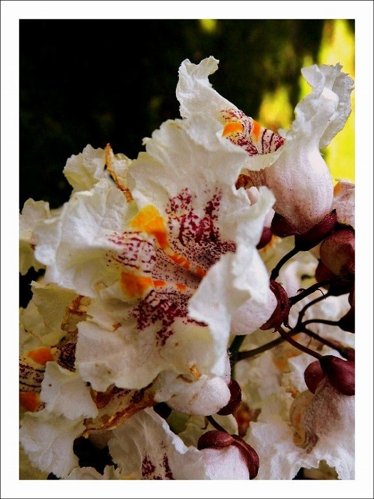 szivarfa virága