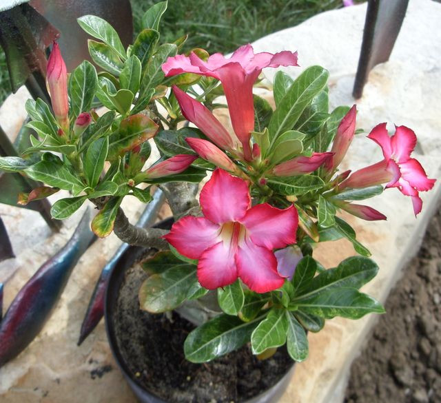 Adenium 09.aug.9.