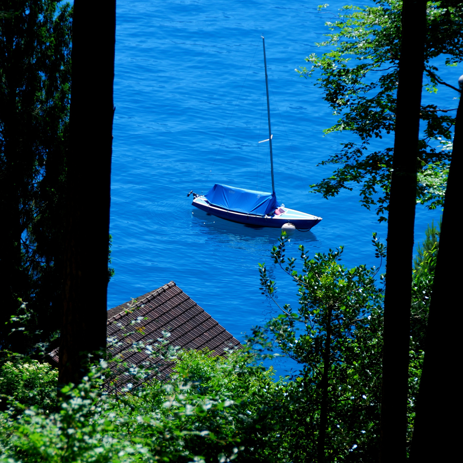 Sailing In The Forest