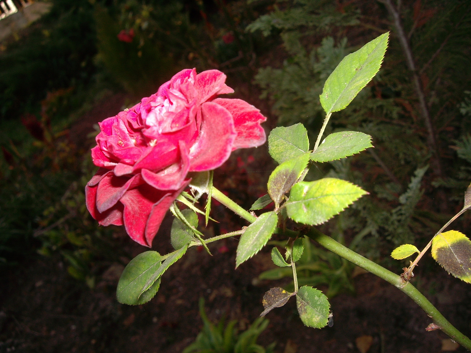 Rózsa
