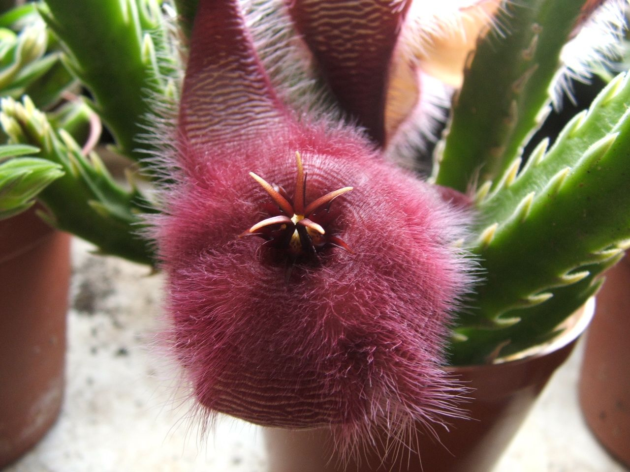 stapelia hirsuta2