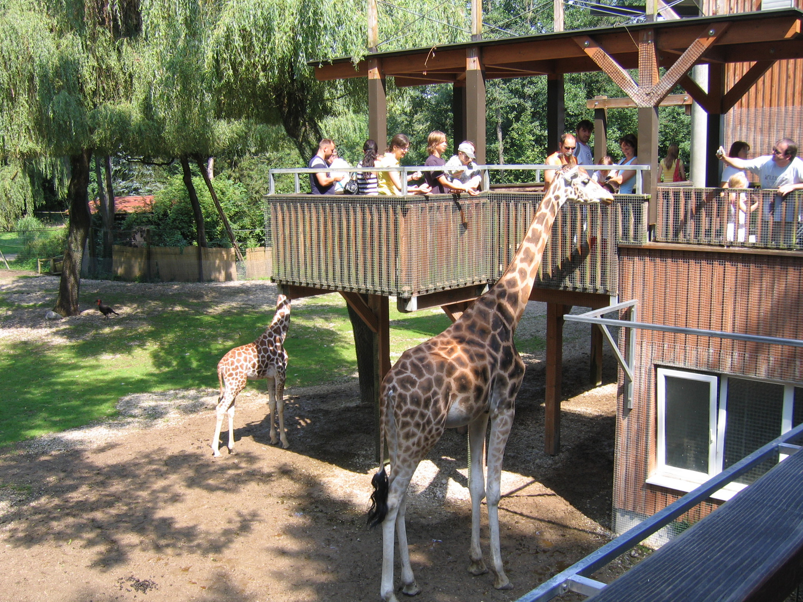 zoo-Schmiding 037