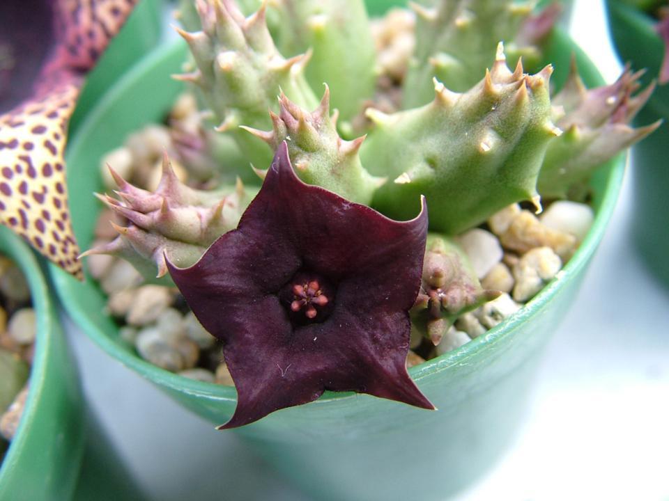 Huernia rubra