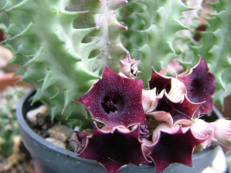 Huernia schneiderana