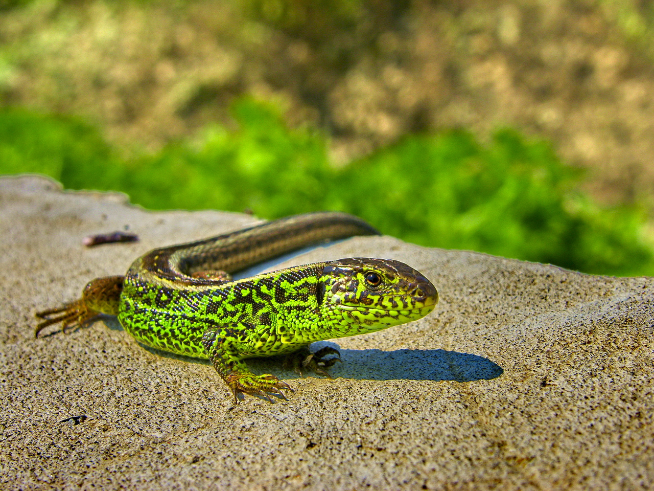 Charge (Lacerta agilis)