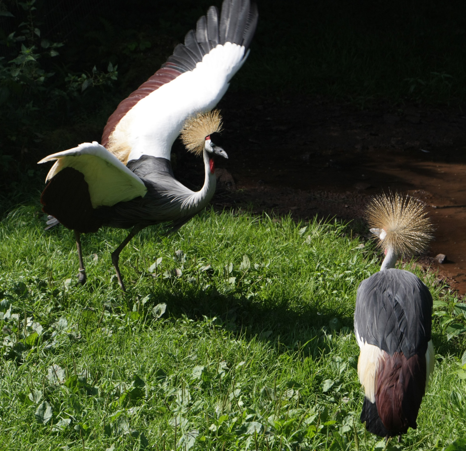 Madárpark Schwarzvald hazafele