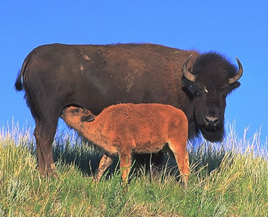 bison