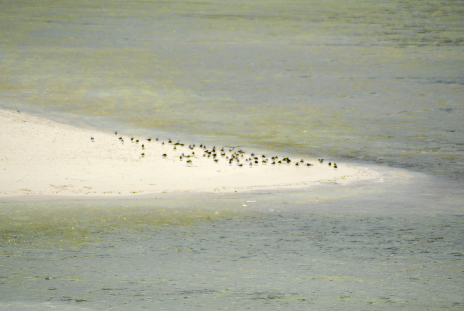 Marsa Alam (169)