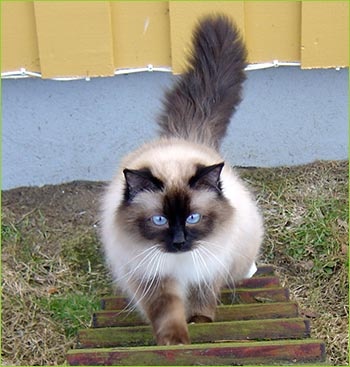 Birman4