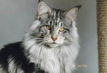 ZMaineCoonLachtetals2