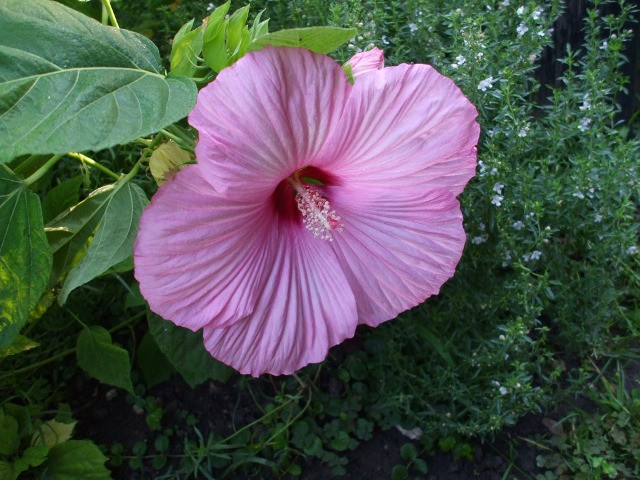 mocsári hibiszkusz rózsaszín